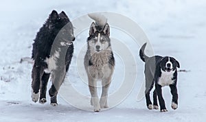 Three dogs are played on the snow in the winter