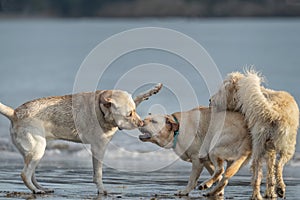 Three dogs playing on the beach, sea waves rolling in the background