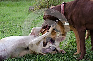 Three dogs playing rough on grass