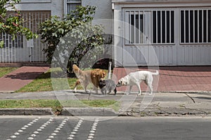 Three dogs playing in sidewalk with green graas and small trees into a residential neighboorhod photo