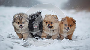 three dogs are playing together in the snow at the same time