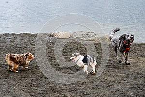 Three dogs racing around playing on beach of Lake Washington in off leash dog park in Luther Burbank Park on Mercer Island, WA