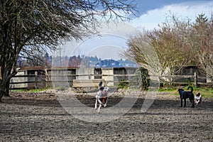 Three dogs racing around playing in the off leash dog park in Luther Burbank Park on Mercer Island, WA