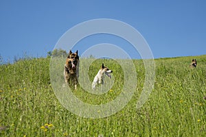 Three dogs resting