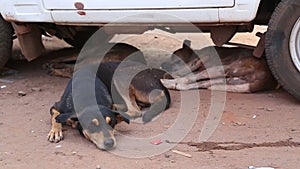 Three dogs resting under a car on the street in Goa.