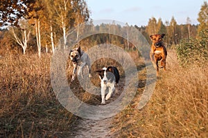 Three dogs Rhodesian Ridgeback, Border Collie and Hollandse herder Fight together gallop in the autumn dry field