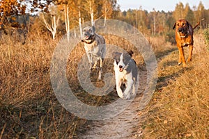 Three dogs Rhodesian Ridgeback, Border Collie and Hollandse herder Fight together gallop in the autumn dry field