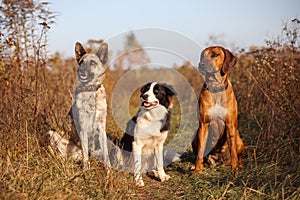 Three dogs Rhodesian Ridgeback, Border Collie and Hollandse herder sit in an autumn field