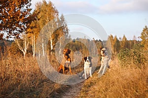 Three dogs Rhodesian Ridgeback, Border Collie and Hollandse herder sit in an autumn field