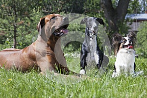 Three dogs (Rhodesian Ridgeback hound Hort, Papillon)