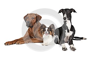 Three dogs (Rhodesian Ridgeback Papillon and Hort greyhound)