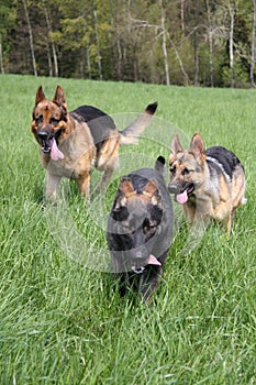 Three dogs running