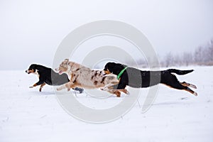 Three dogs running race