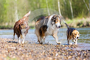 Three dogs running in a river