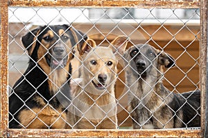 three dogs in the shelters aviary