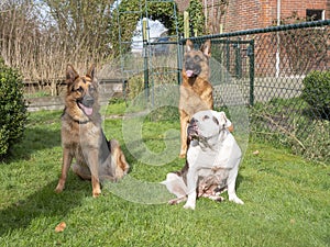 Three dogs siting in the garden. Portrait of two German Shepherds and one Englisch buldog, Friesland, Netherlands