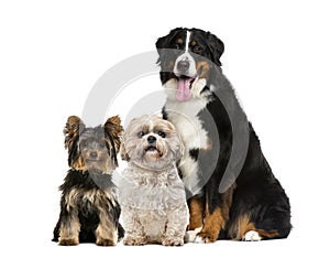 Three dogs sitting