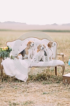 Three dogs are sitting on the old-fashioned sofa covered with the knitted plaid near the colourful bouquet at the