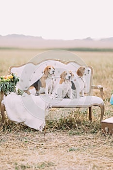 Three dogs are sitting on the old-fashioned sofa covered with the knitted plaid near the colourful bouquet at the photo