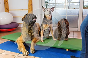 Three dogs sitting on a wobble board in an animal physiotherapy office