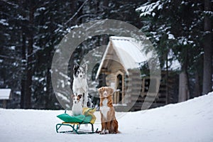 three dogs on a sled in the winter in the forest