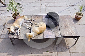 Three dogs sleeping in Varanasi street, India