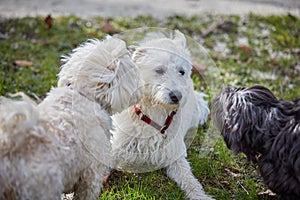 Three dogs sniffing each other in the park