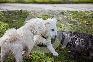 Three dogs sniffing each other in the park