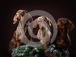 Three dogs and spruce branch