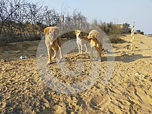 Three dogs stand in a line on the roadside of the village