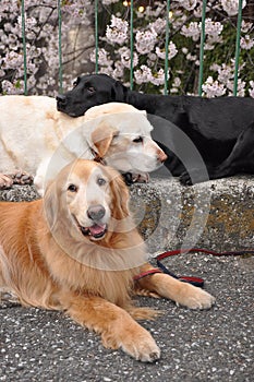 Three dogs in a street, labrador and golden retriever