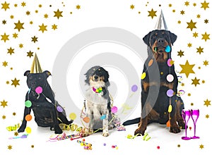 Three dogs in studio