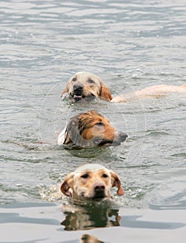 Three dogs swimming