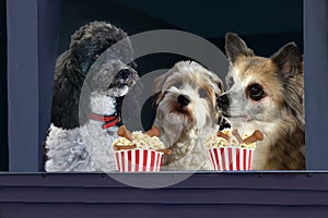 Three dogs in theater enjoying buckets with popcorn