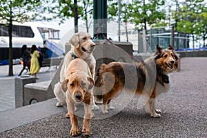 Three dogs are waiting for the owner on the leash at the shopping center. Dog on a leash waiting for the owner