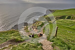 Three dogs walking along the cliffs of moher during sunset. Dogs at the cliffs of moher, Ireland