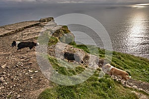 Three dogs walking along the cliffs of moher during sunset. Dogs at the cliffs of moher, Ireland