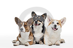 Three dogs on a white background. Different colors of welsh corgi pembroke and cardigan together.