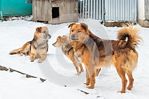 Three dogs in the winter in the snow. Dogs are friends