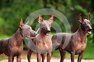 Three dogs of Xoloitzcuintli breed, mexican hairless dogs standing outdoors on summer day