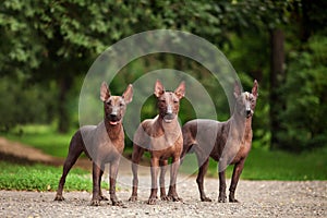 Three dogs of Xoloitzcuintli breed, mexican hairless dogs standing outdoors on summer day