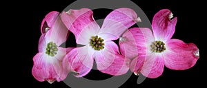 Three Flowering Dogwood Blossoms 03