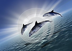 Three dolphin diagonal