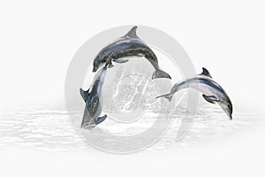 Three Dolphin jumping
