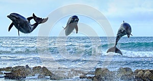 Three Dolphins photo