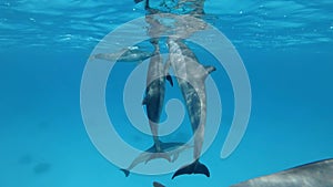 Three dolphins communicate with each other. Animals communication in the wildlife