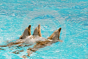 Three dolphins dive out of the sea
