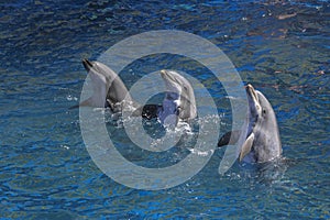 Three Dolphins performing in the pool