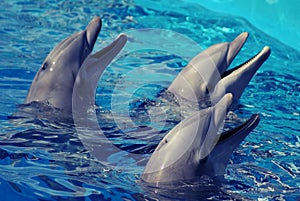 Three Dolphins in the water