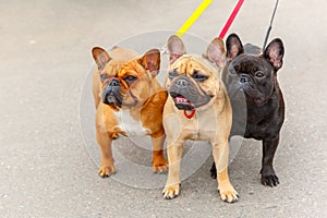 Three domestic dogs French Bulldog breed